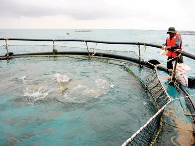 Nuôi cá lồng giữa đại dương để cải thiện bữa ăn cho quân và dân trên đảo. Ảnh: Hồ Việt