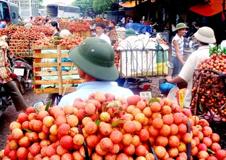 Hàng nông sản sang Trung Quốc - Thất thường