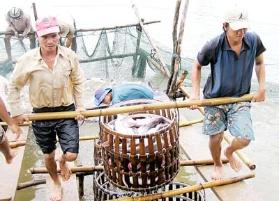 Cá tra rớt giá ở ĐBSCL: Người nuôi và doanh nghiệp đổ lỗi cho nhau