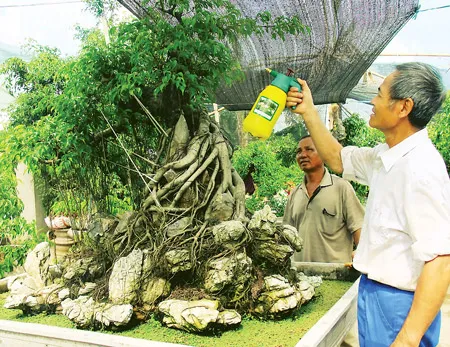 Nhiều hộ dân chuyển từ trồng lúa sang cây cảnh để nâng cao thu nhập. Ảnh: Văn Phúc