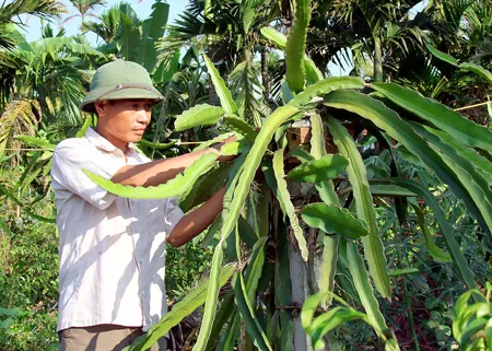 Nhiều hộ gia đình ở xã Hải Đường (Nam Định) chuyển dịch từ trồng lúa sang thanh long để nâng cao thu nhập. Ảnh: Văn Phúc