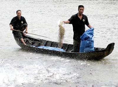 Người nuôi cá lo lắng vì giá cá sụt giảm.