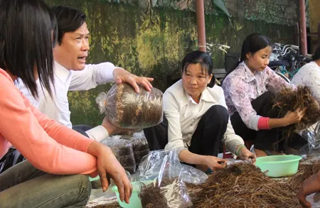 Hướng dẫn bà con huyện Vĩnh Bảo (Hải Phòng) trồng nấm rơm, cải thiện thu nhập.