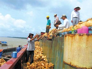 Coconuts are loaded on a boat (Photo:SGTT)