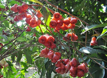 Mekong Delta's plums (Photo:KK)