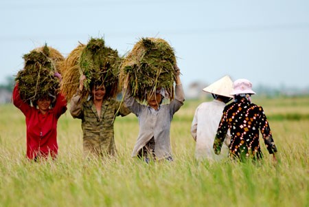 (File) Vietnamese farmers harvest rice from the paddy field. Rice husks are biomass waste that can be used as a source of clean energy, the Asian Development Bank says. (Photo: VNExpress)