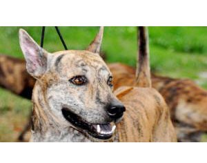 Dom, Vietnam's hope at the recent Paris world dog show