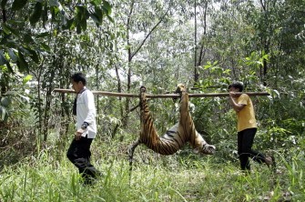 AFP - This handout image received from environment action group Greenpeace on July 26, 2011 and taken his month shows forest officers carrying a dead endangered Sumatran tiger after it was found caught in a wild boar trap and died while trying to be helped by officials, on the border of a pulp plantation in the province of Riau.