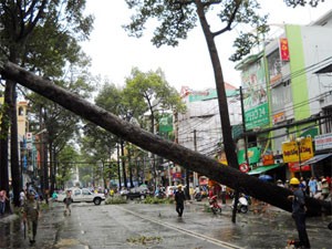 A tree falls on Nguyen Tri Phuong Street during a windy rain in Ho Chi Minh City Saturday