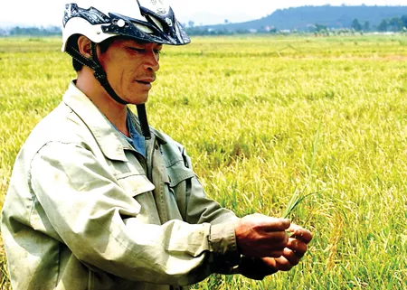 Gieo lúa, gặt… cỏ