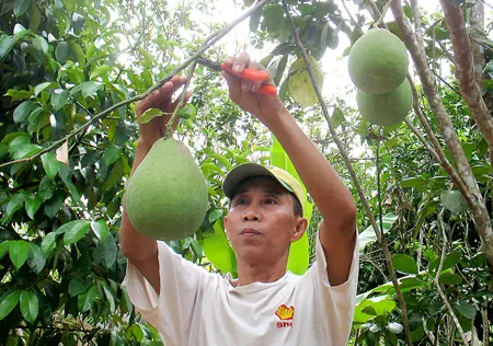 Bưởi Năm Roi đang... “chịu đòn”