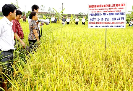 Cánh đồng lúa xã Tây Giang (Tiền Hải - Thái Bình), một trong những vựa lúa của miền Bắc, đang nằm trong tâm điểm của dự án khai thác bể than ĐBSH với trữ lượng 210 tỷ tấn. Ảnh: VĂN PHÚC