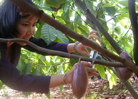 Thời cơ cho ca cao Việt Nam