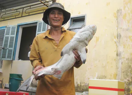 Thêm một con cá mập sọc trắng dính câu tại vùng biển Quy Nhơn ảnh 2