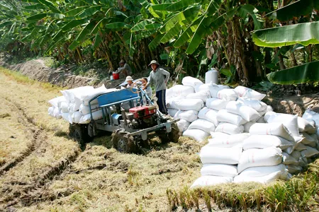 Việc không mua tạm trữ gạo sẽ gây khó cho nông dân ĐBSCL.