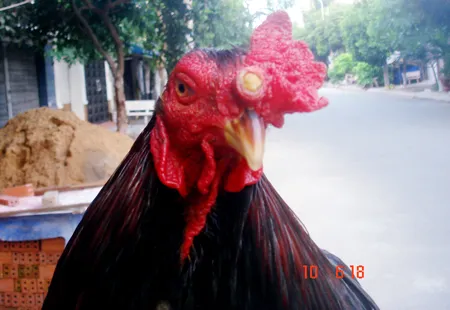 Chiếc cựa nhô ra khoảng trên 2cm trên đầu chú gà. Ảnh: Hoàng Đình Độ