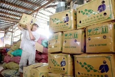 Thương lái Trung Quốc thao túng giá khoai