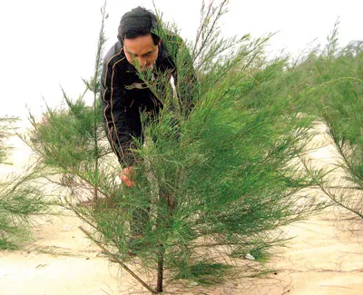 Với dự án trồng rừng trên cát, người dân huyện Phong Điền, tỉnh Thừa Thiên-Huế đã tạo nên khu rừng phòng hộ xanh mướt.