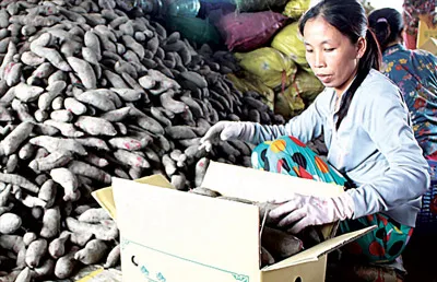 Người dân xã Thuận An, huyện Bình Minh, Vĩnh Long thu hoạch khoai lang.Ảnh: HUỲNH LỢI