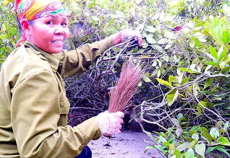 Dân làng không chặt trâm bầu mà chỉ quét lá về nấu bếp.