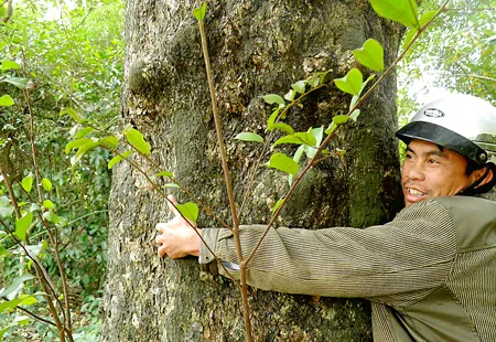 Rừng có hàng trăm cây vài người ôm mọc trên cát ở Thanh Bình.