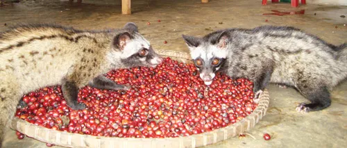 Chồn Hương - “vàng sống” ở xứ cà phê