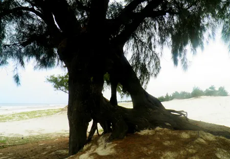 Cây Dương này có đến 20 tổ chim Cu Gáy.