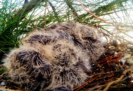 Một trong các tổ chim trên cây Dương.