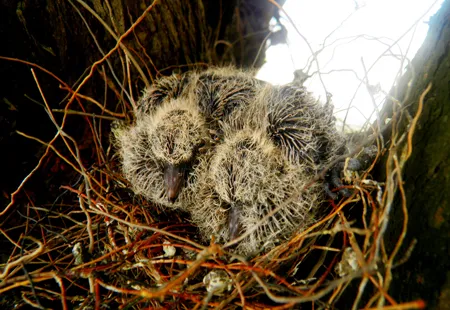 Ở chạc cây cũng có chim non.