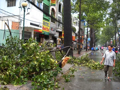 Nhánh cây xanh gãy vương vãi trên đường Nguyễn Tri Phương