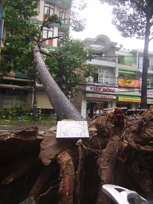 Cây dầu bị bật gốc trên đường Nguyễn Tri Phương
