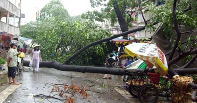 Cây xanh trước nhà 018B chung cư Pham Thế Hiển ngã chắn ngang đường Đào Cam Mộc. Ảnh: TUẤN VŨ.