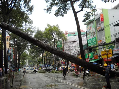 TPHCM: Mưa lớn, gió giật làm nhiều cây xanh ngã đổ