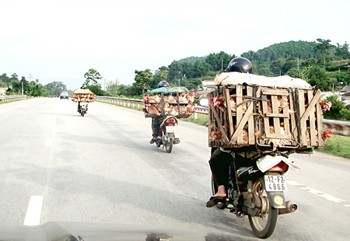 Chickens being smuggled into Vietnam (Photo: SGGP)