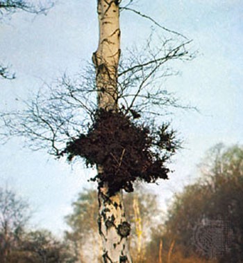 The ‘witch’s broom’ disease can infest all woody trees, to look like this