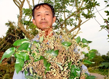 Longan farmers badly affected by the ‘witch’s broom’ disease in the Mekong Delta (Photo: SGGP)