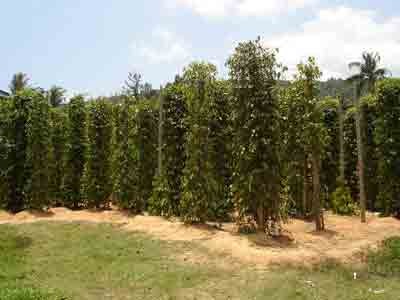 Pepper plants in the Mekong delta province of Kien Giang's Phu Quoc Island (Photo: U. Phuong)