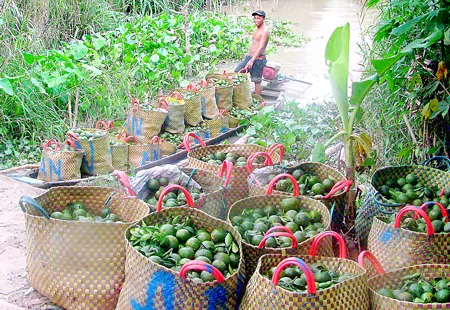 Trên quê hương Tam Ngãi