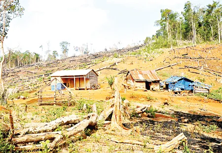 Nhà tạm mọc lên, cây rừng ngã xuống tại một dự án trồng rừng ở huyện Tuy Đức, tỉnh Đắc Nông.