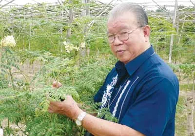 GS.TS Võ Tòng Xuân tham quan trang trại trồng Chùm Ngây của Công ty TMTM ở Xuân Lộc (Đồng Nai)