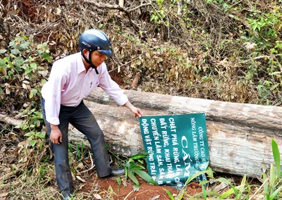 Lâm tặc đốn hạ ngay cả những cây rừng có gắn biển cấm chặt phá ở Tuy Đức.