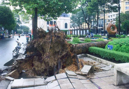 Nhiều cây xanh ở thành phố bị bật gốc sau cơn gió lớn.