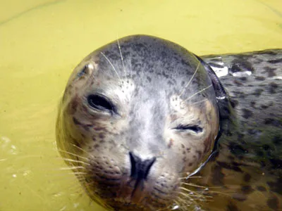 Mắt trái của hải cẩu đã bị hỏng