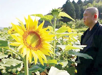 Trồng hướng dương khử phóng xạ