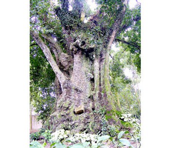 The ancient “Thi” tree in Nghe An Province. (Photo: Sggp)