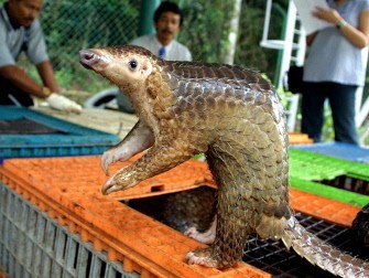 In a file picture taken on August 8, 2002 a Malayan pangolin is seen out of its cage after being confiscated by the Department of Wildlife and Natural Parks in Kuala Lumpur