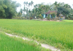 A paddy field in a Mekong Delta Province. VFA expects the full year’s figure to reach a record 7.3 million tons, the first in 22 years (Photo: Phan Hien)