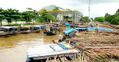 Farmers sell tender sugar cane to small scale manufacturers in the area (Photo: SGGP)