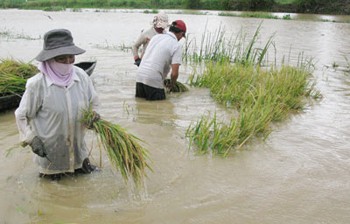 Farmers try to salvage whatever rice crop they can from flooded fields in Hai Lang District in Quang Tri Province (Photo: SGGP)