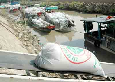 Enterprises buy back all rice from farmers (Photo: SGGP)